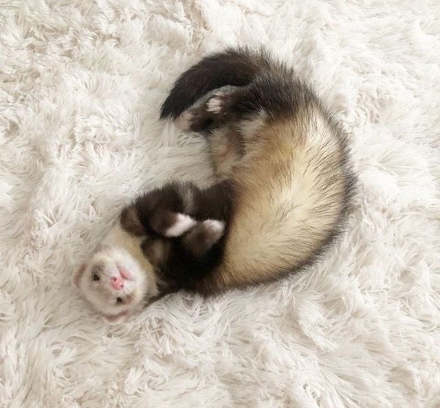 two baby ferrets are curled up in the middle of a fluffy white rug