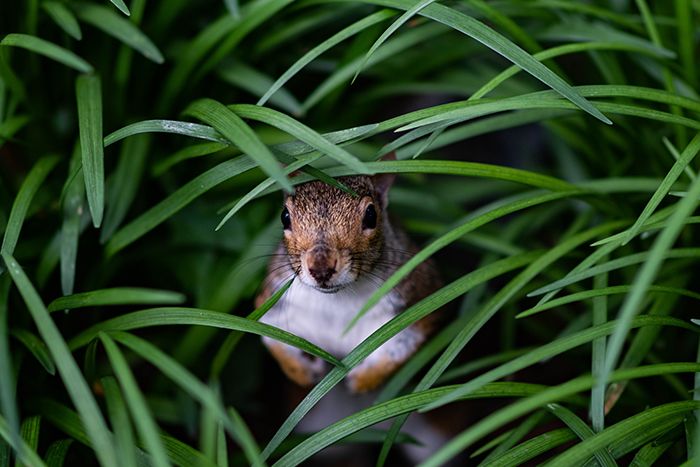 a brown and white squirrel hiding in the tall green grass with its head peeking out