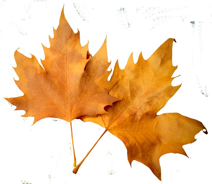 two yellow maple leaves are shown against a white background with the words autumn written on it