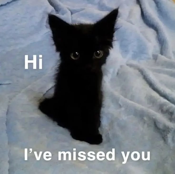 a small black kitten sitting on top of a bed next to a pillow with the caption i am so happy