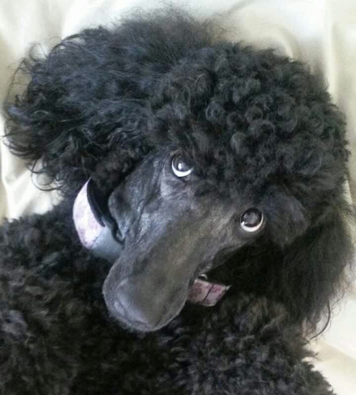 a close up of a black poodle on a bed with white sheets in the background