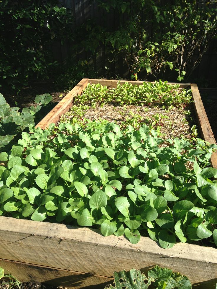 a wooden box filled with lots of green plants in the middle of a garden area