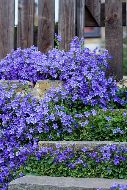 purple flowers growing on the side of a stone wall