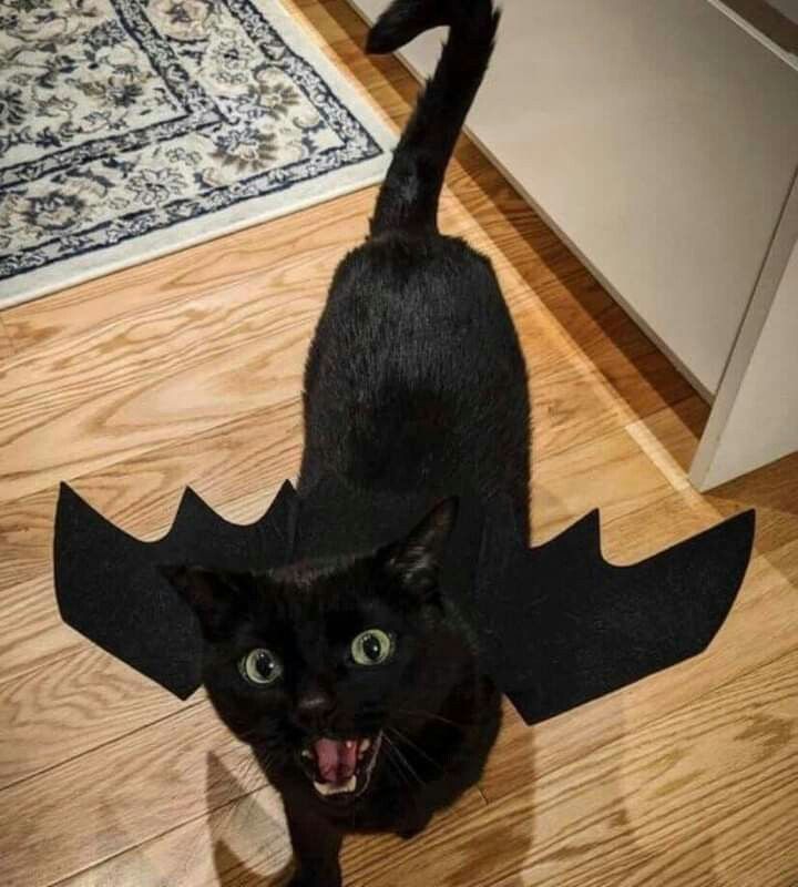 a black cat wearing a bat costume on top of a wooden floor next to a rug