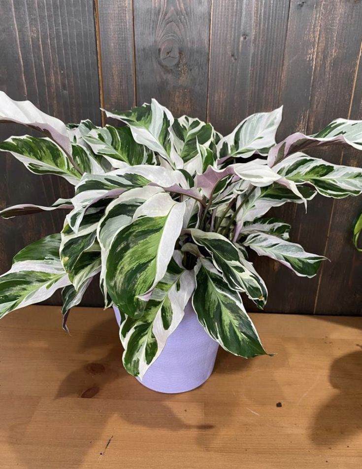 two potted plants sitting on top of a wooden table