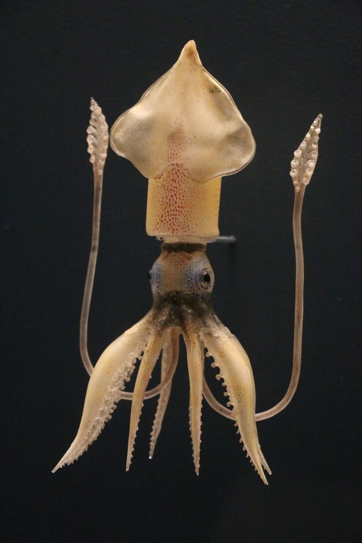 an octopus with a hat on its head and long tentacles hanging from it's back