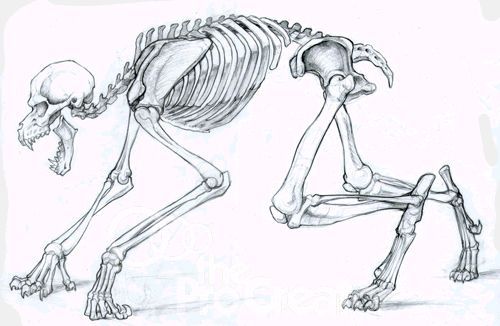 the skeleton of a dog is shown in this drawing