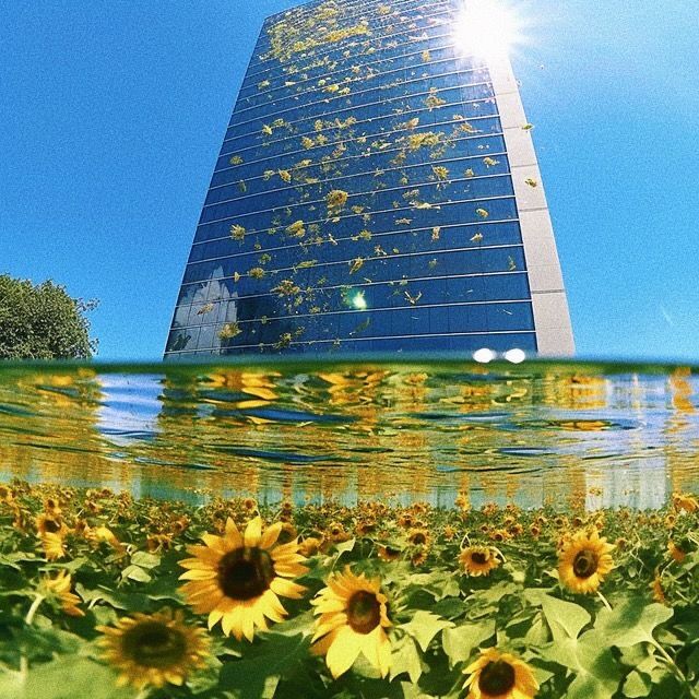 sunflowers in the foreground and an office building in the background, under water