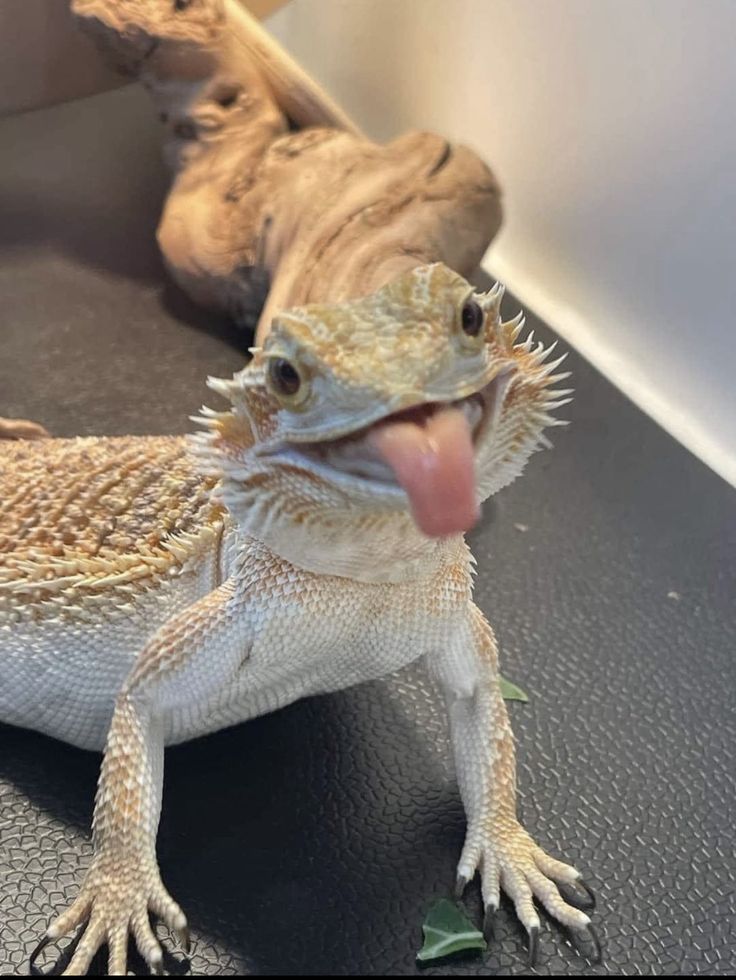 a lizard sticking its tongue out on the floor