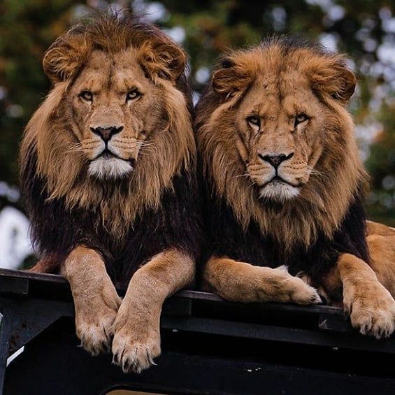 two lions sitting on the back of a truck