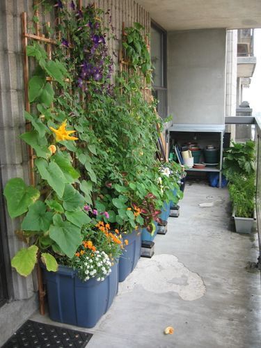 several plants are growing on the side of a building, along with other plant life