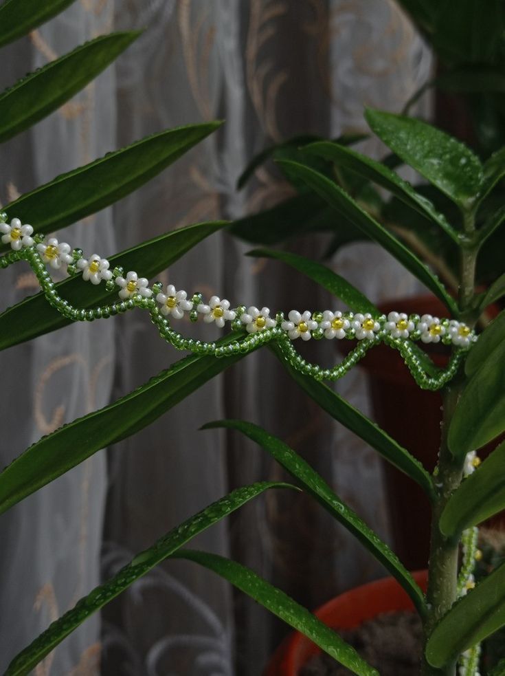 a close up of a plant with white flowers and green leaves in the foreground