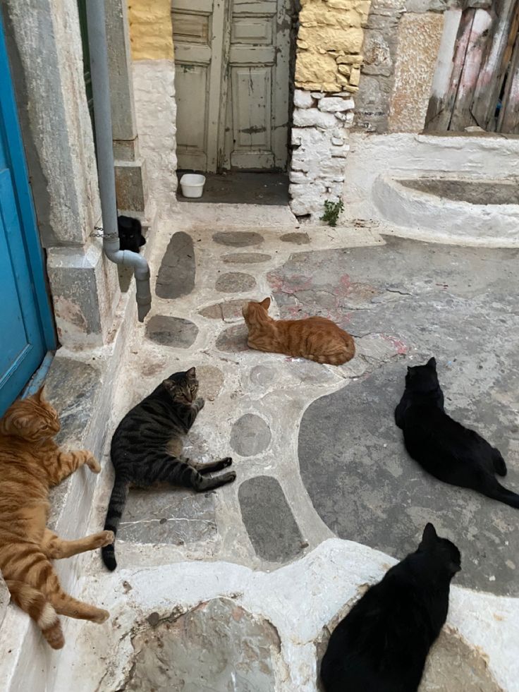 four cats laying on the ground in front of a blue door and stone flooring