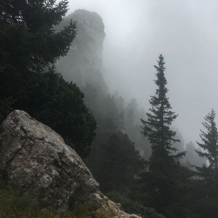 trees and rocks on a foggy day in the mountains