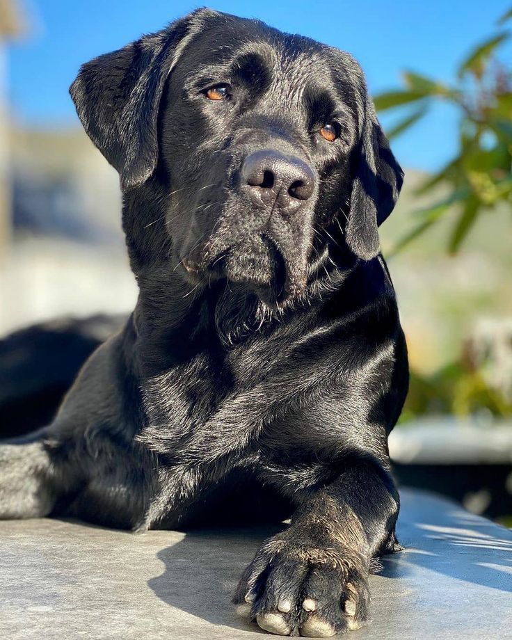 a large black dog laying on top of a cement surface next to a tree branch