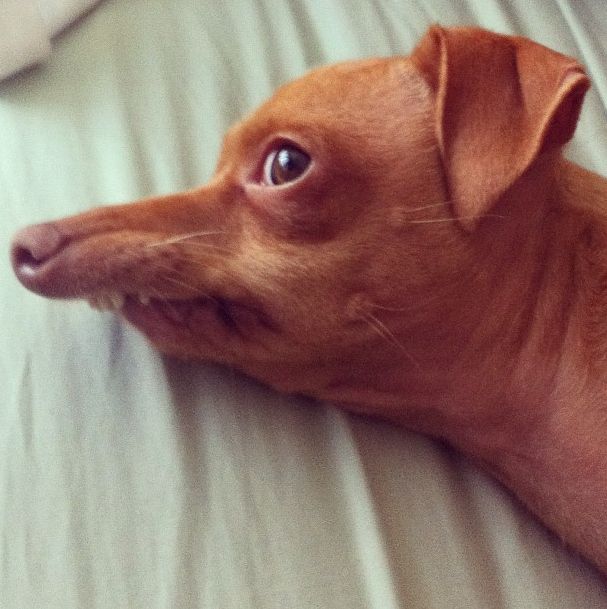 a small brown dog laying on top of a bed