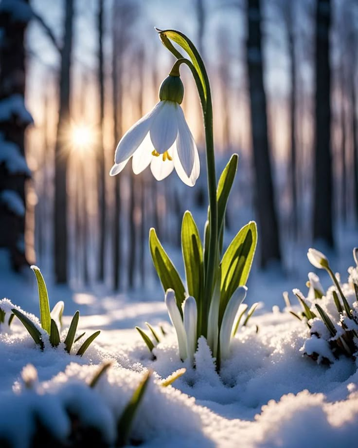 snowdrops blooming in the middle of a snowy forest