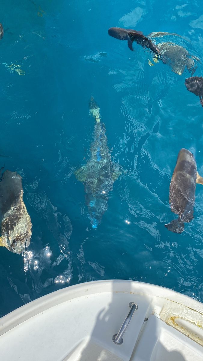 a group of sea lions swimming in the ocean next to a boat with it's front end out