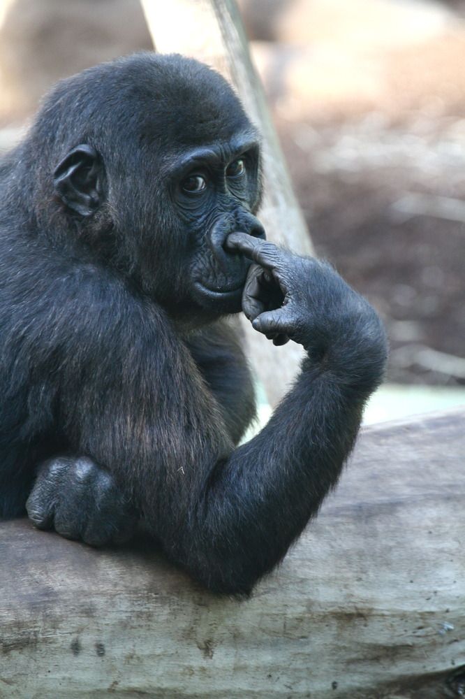 a small black monkey sitting on top of a tree branch with its hand in his mouth