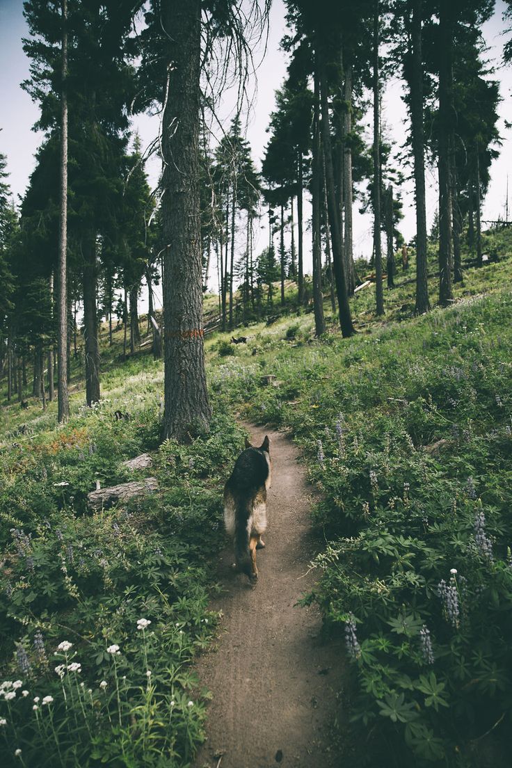 a dog that is walking down a dirt path in the woods with trees and flowers