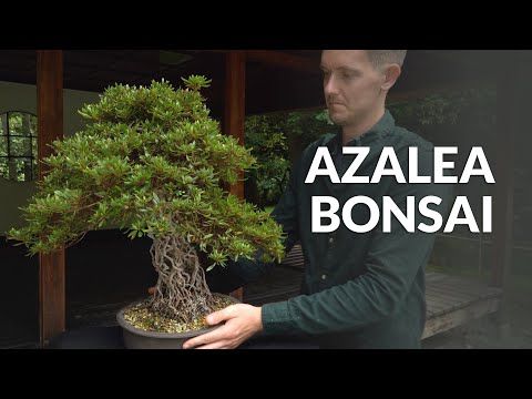 a man holding a bonsai tree in front of him with the words azalea bonsai above it