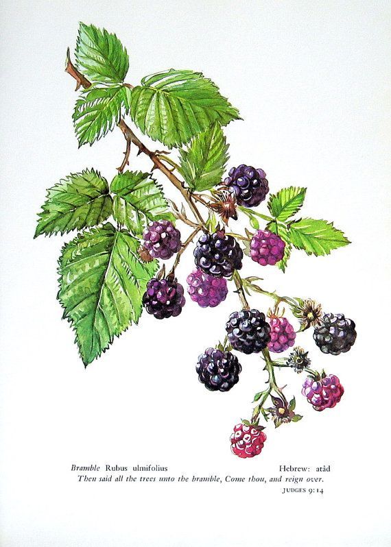 a branch with berries and green leaves on it