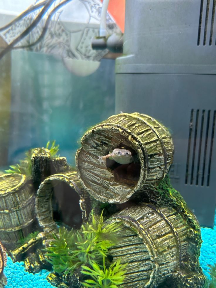 water, barrel, aquarian, frog African Bullfrog, Frog Terrarium, Frog Tank, Aquarium Ideas, Black Lagoon, Aquarium Fish, Frogs, Fish Tank, Terrarium