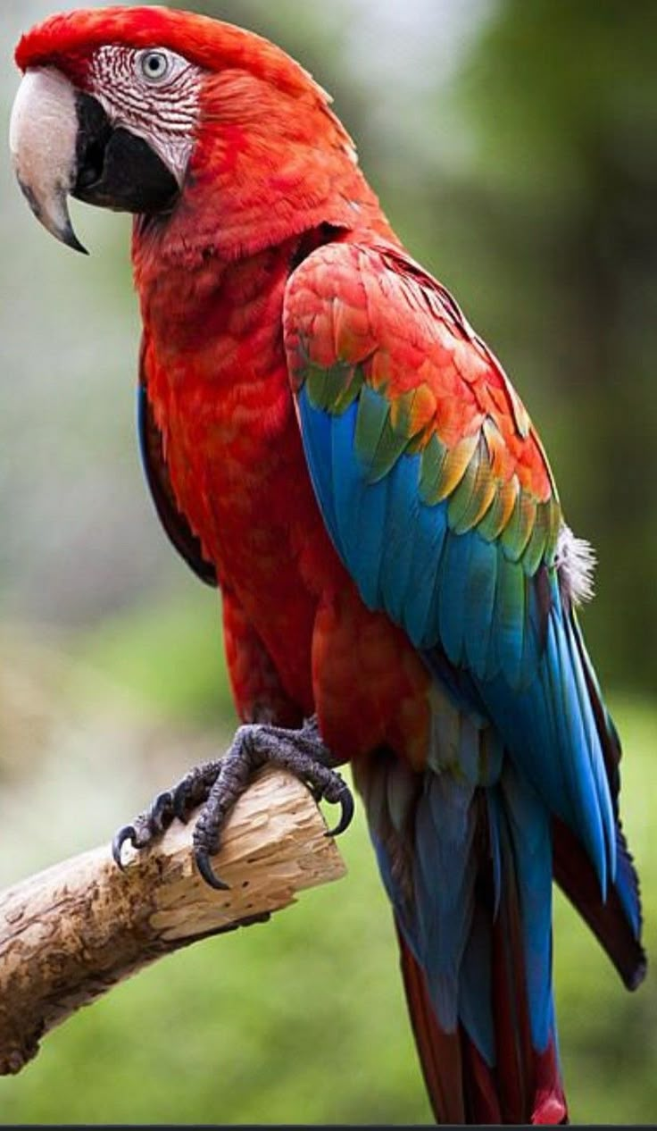 a red and blue parrot sitting on top of a tree branch