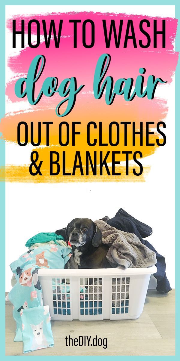 a black puggle dog sits in a white plastic laundry basket full of clothes. Text reads: how to wash dog hair out of clothes and blankets Dog Hair Cleaning, Dog Hair Removal, Short Dog, Hair Roller, Dog Smells, Personal Grooming, Dog Shedding, Pet Hair Removal, Dog Info