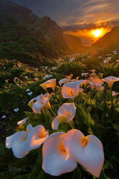 the sun is setting over some flowers in an open field with mountains and water behind it