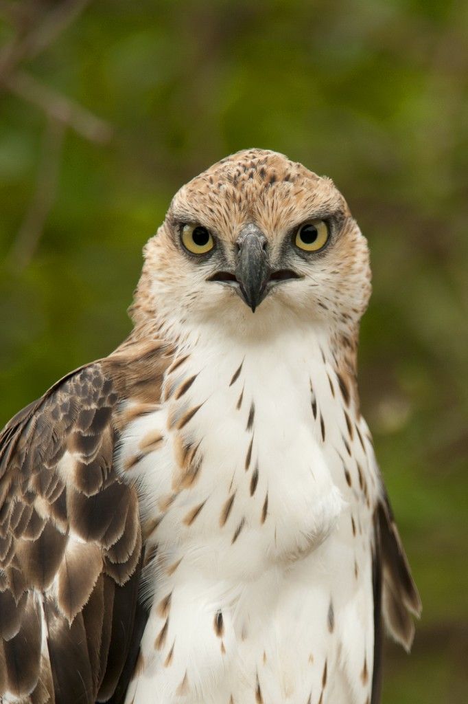 a brown and white bird with yellow eyes