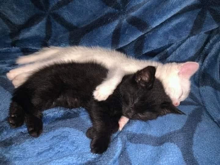 two black and white kittens sleeping on a blue blanket