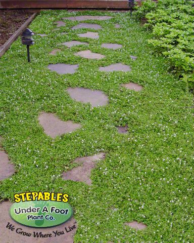 a stone path in the grass with steppings on it and a sign that says, under a foot plant co my grow what you like