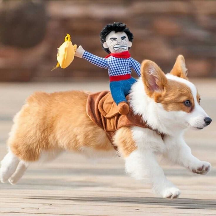 a corgi dog is running with a banana in its mouth and wearing a costume