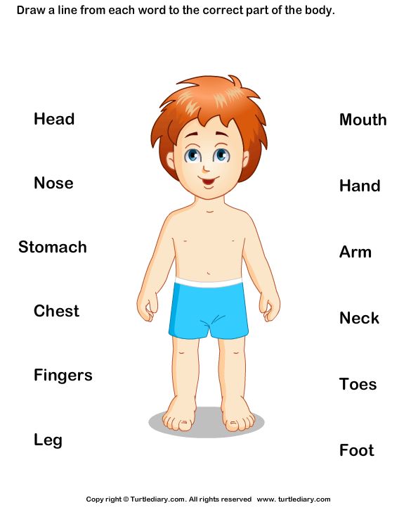 the body and parts of a child's body are shown in this worksheet