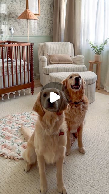 two golden retrievers sitting in front of a baby's crib and looking at the camera