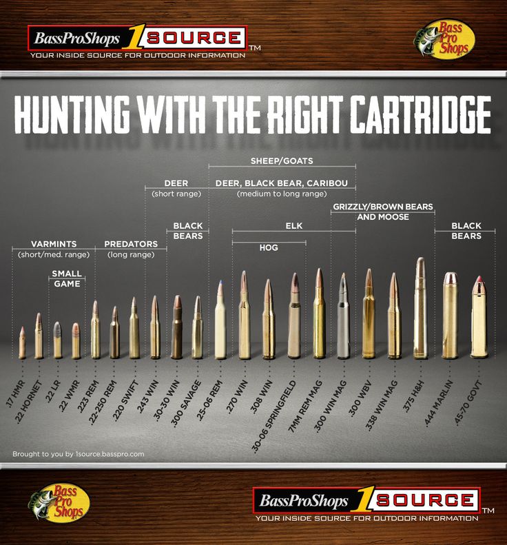 Bullet Size Chart, Hunting Animals, Boar Hunting, Deer Hunting Tips, Hog Hunting, Hunting Life, Hunting Tips, Elk Hunting, Archery Hunting