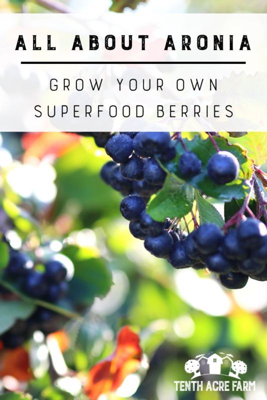 blueberries growing on the vine with text overlay that reads all about arizona grow your own superfood berries