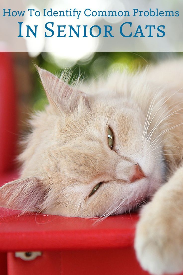 a cat laying on top of a red chair with the caption how to identify common problems in senior cats