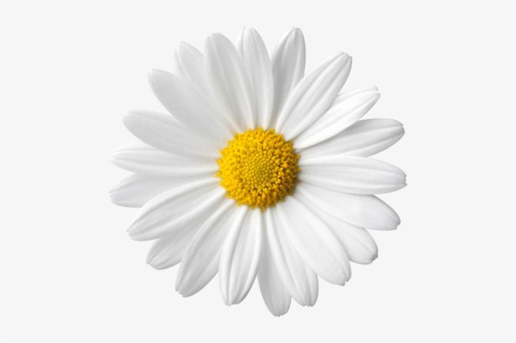 a white daisy with yellow center on a white background