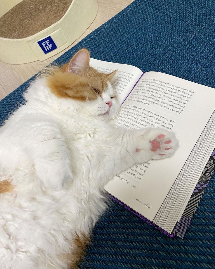 an orange and white cat laying on top of a blue rug next to a book