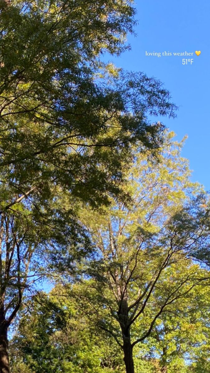 two people are walking in the woods with their dogs