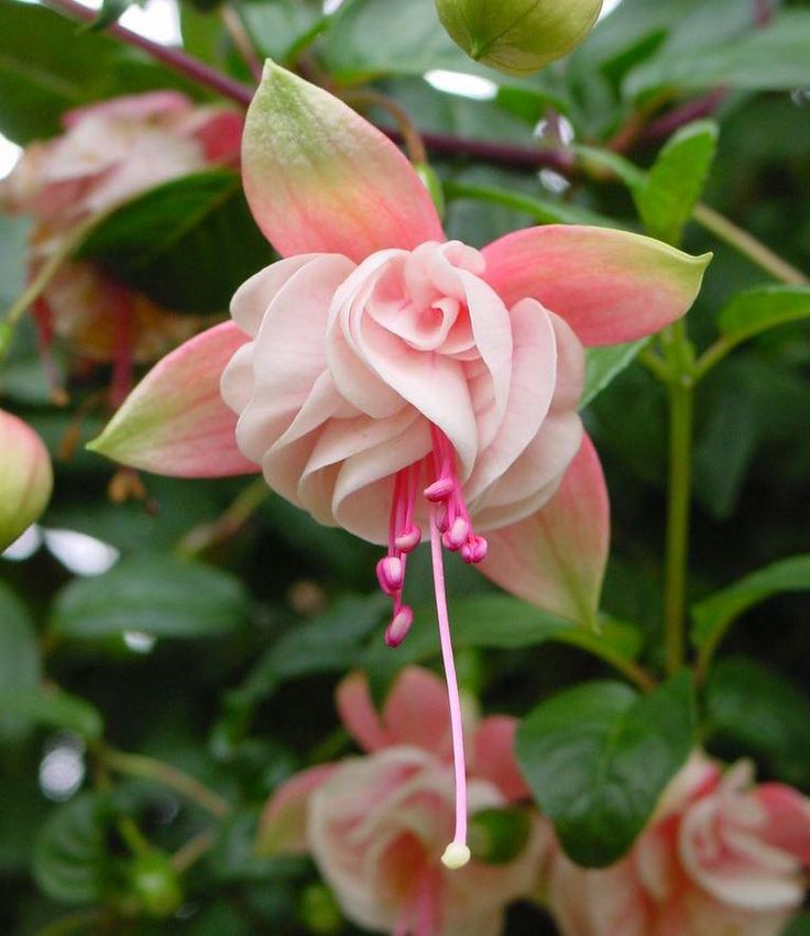 pink flowers blooming in the midst of green leaves and buds on a tree branch