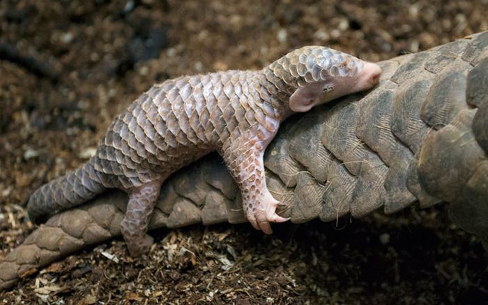 an armadile is curled up on top of a piece of wood in the dirt