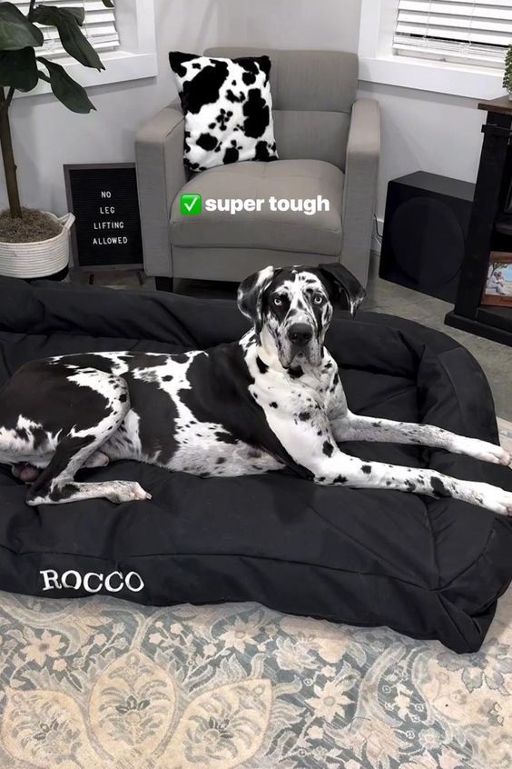 a large black and white dog laying on top of a bed in a living room