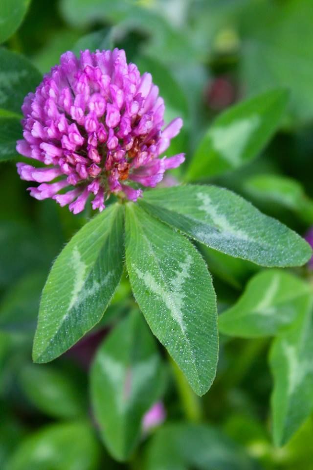 a purple flower with green leaves in the background