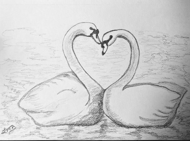 two swans making a heart shape with their necks in the water, drawing by hand