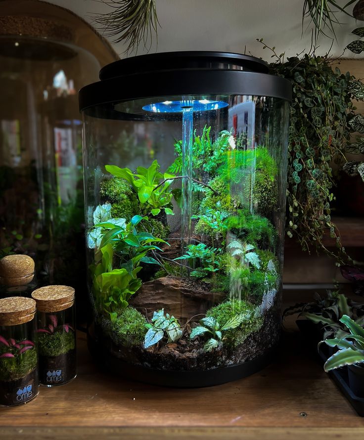 an aquarium filled with plants and rocks on top of a wooden table next to jars