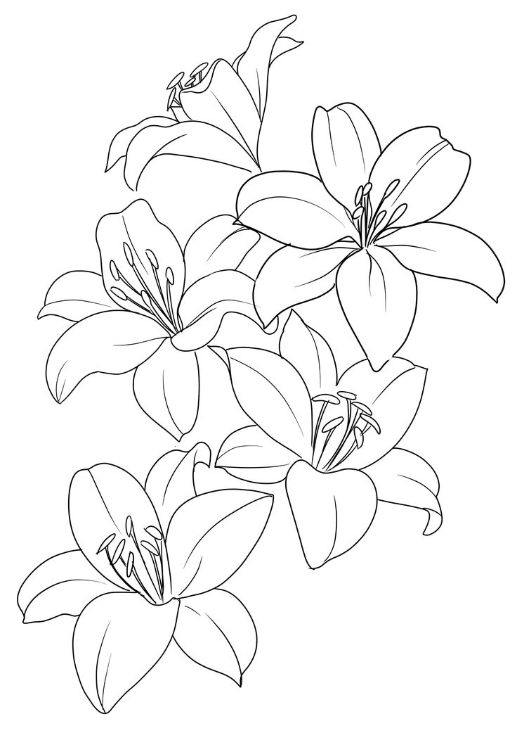 some flowers that are in the middle of a line art drawing style, on a white background