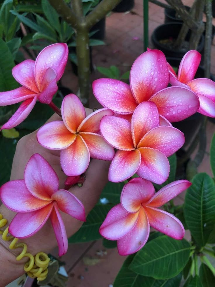 pink and orange flowers with green leaves in the background